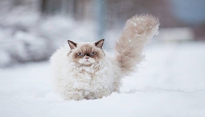http://funmedia321.weebly.com/articole/o-serie-de-imagini-ce-descriu-perfect-impresiile-pisicilor-cand-ninge